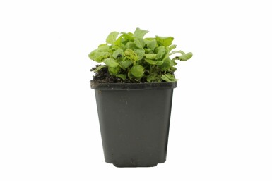 Mountain rock cress Arabis caucasica 'Pinkie' 5-10 pot P9