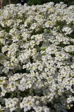 Mountain rock cress Arabis caucasica 'Snowcap' 5-10 pot P9 Arabis caucasica 'Snowcap'