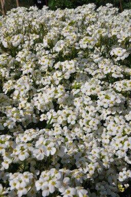 Mountain rock cress Arabis caucasica 'Snowcap' 5-10 pot P9