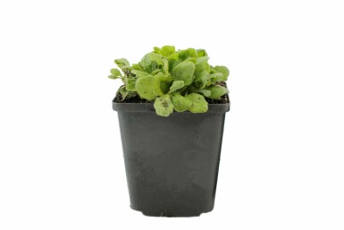 Mountain rock cress Arabis caucasica 'Snowcap' 5-10 pot P9 Arabis caucasica 'Snowcap'