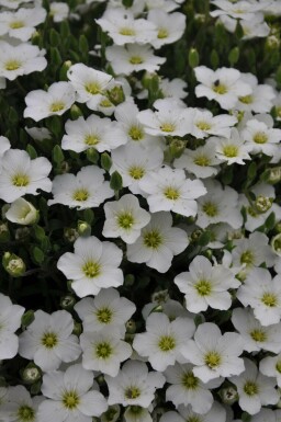 Mountain sandwort Arenaria montana 5-10 pot P9 Arenaria montana
