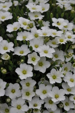 Mountain sandwort Arenaria montana 5-10 pot P9