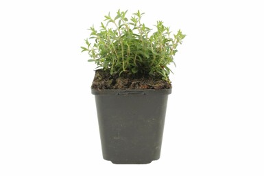 Mountain sandwort Arenaria montana 5-10 pot P9