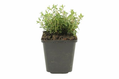 Mountain sandwort Arenaria montana 5-10 pot P9 Arenaria montana