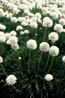 Thrift Armeria maritima 'Alba' 5-10 pot P9 Armeria maritima 'Alba'