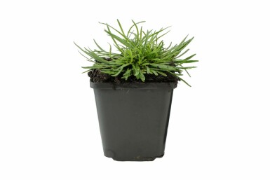 Thrift Armeria maritima 'Alba' 5-10 pot P9 Armeria maritima 'Alba'