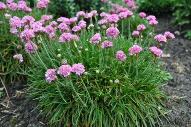 Thrift Armeria maritima 'Splendens Perfecta' 5-10 pot P9 Armeria maritima 'Splendens Perfecta'