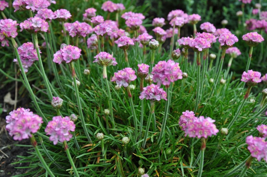 Thrift Armeria maritima 'Splendens Perfecta' 5-10 pot P9 Armeria maritima 'Splendens Perfecta'