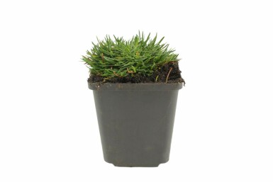 Thrift Armeria maritima 'Splendens Perfecta' 5-10 pot P9 Armeria maritima 'Splendens Perfecta'