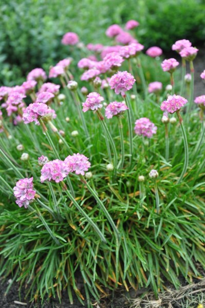 Thrift Armeria maritima 'Splendens Perfecta' 5-10 pot P9 Armeria maritima 'Splendens Perfecta'