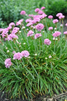 Thrift Armeria maritima 'Splendens Perfecta' 5-10 pot P9 Armeria maritima 'Splendens Perfecta'