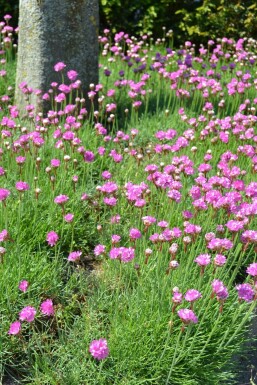 Thrift Armeria maritima 'Splendens' 5-10 pot P9 Armeria maritima 'Splendens'