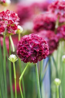 Great thrift Armeria pseudarmeria 'Ballerina Red' 5-10 pot P9