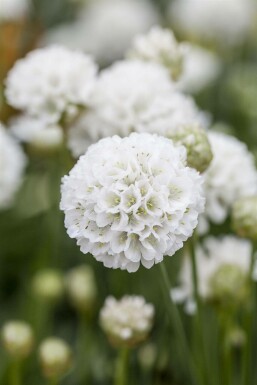 Great thrift Armeria pseudarmeria 'Ballerina White' 5-10 pot P9 Armeria pseudarmeria 'Ballerina White'