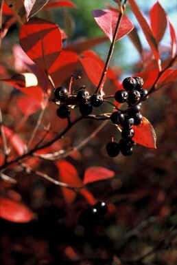 Black chokeberry Aronia melanocarpa shrub 40-50 pot C2