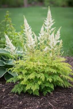 Goat's beard Aruncus aethusifolius 'Noble Spirit' 5-10 pot P9 Aruncus aethusifolius 'Noble Spirit'