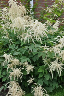 Goat's beard Aruncus dioicus 5-10 pot P9 Aruncus dioicus