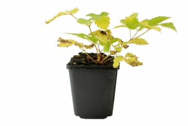Goat's beard Aruncus dioicus 5-10 pot P9 Aruncus dioicus