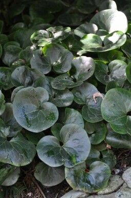 Asarabacca Asarum europaeum 5-10 pot P9 Asarum europaeum