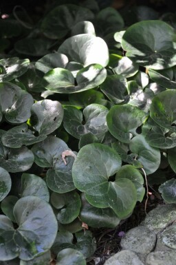 Asarabacca Asarum europaeum 5-10 pot P9 Asarum europaeum