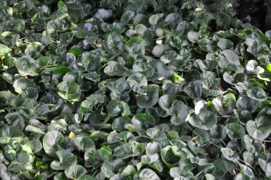 Asarabacca Asarum europaeum 5-10 pot P9