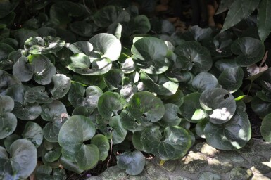Asarabacca Asarum europaeum 5-10 pot P9 Asarum europaeum