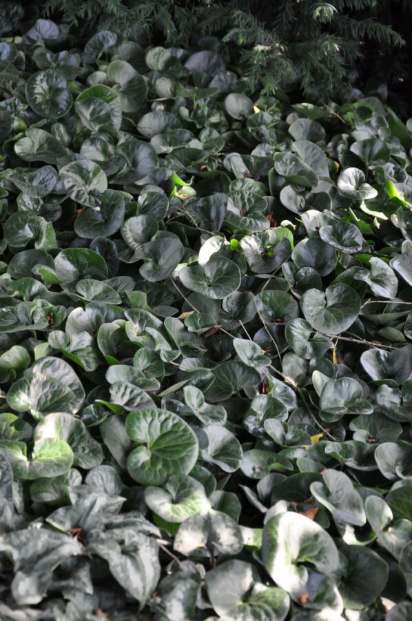 Asarabacca Asarum europaeum 5-10 pot P9 Asarum europaeum