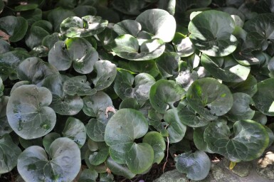 Asarabacca Asarum europaeum 5-10 pot P9 Asarum europaeum