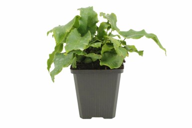 Hart's tongue fern Asplenium scolopendrium 5-10 pot P9 Asplenium scolopendrium