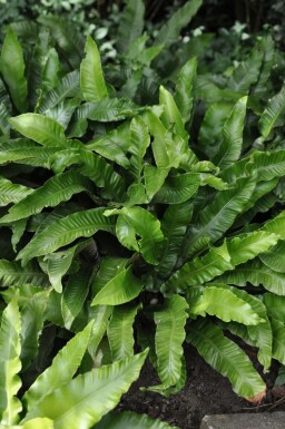 Hart's tongue fern Asplenium scolopendrium 5-10 pot P9
