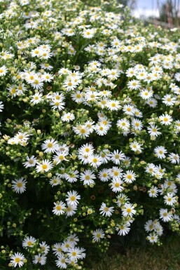 Aster Aster ageratoides 'Ashvi' 5-10 pot P9 Aster ageratoides 'Ashvi'