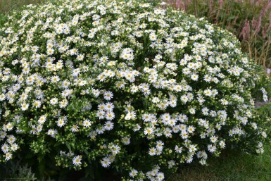 Aster Aster ageratoides 'Ashvi' 5-10 pot P9 Aster ageratoides 'Ashvi'