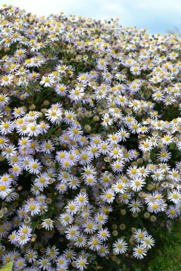 Aster Aster ageratoides 'Asran' 5-10 pot P9 Aster ageratoides 'Asran'