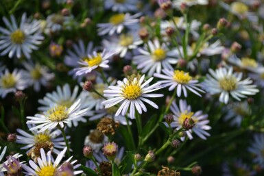Aster Aster ageratoides 'Asran' 5-10 pot P9 Aster ageratoides 'Asran'