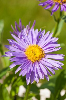 Blue alpine daisy Aster alpinus 5-10 pot P9 Aster alpinus