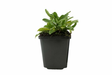 Blue alpine daisy Aster alpinus 5-10 pot P9 Aster alpinus