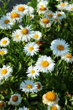Blue alpine daisy Aster alpinus 'Albus' 5-10 pot P9 Aster alpinus 'Albus'