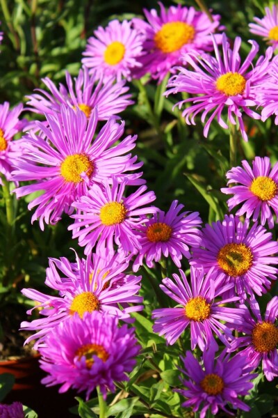 Blue alpine daisy Aster alpinus 'Happy End' 5-10 pot P9 Aster alpinus 'Happy End'