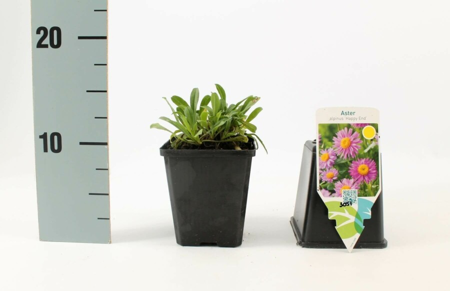 Blue alpine daisy Aster alpinus 'Happy End' 5-10 pot P9 Aster alpinus 'Happy End'