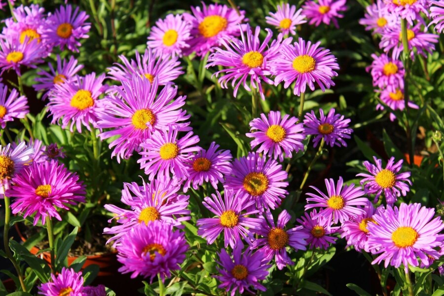 Blue alpine daisy Aster alpinus 'Happy End' 5-10 pot P9 Aster alpinus 'Happy End'