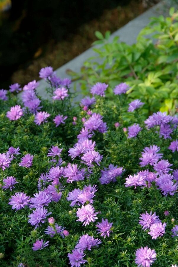 Michaelmas daisy Aster dumosus 'Lady in Blue' 5-10 pot P9 Aster dumosus 'Lady in Blue'