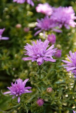 Michaelmas daisy Aster dumosus 'Lady in Blue' 5-10 pot P9 Aster dumosus 'Lady in Blue'