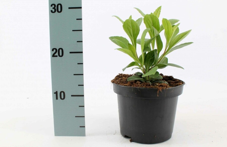 Frikart's aster Aster × frikartii 'Mönch' 10-15 pot C2 Aster × frikartii 'Mönch'