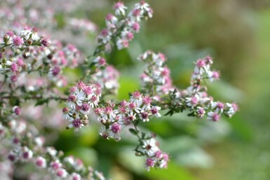 Horizontal calico aster Aster lateriflorus 'Horizontalis' 5-10 pot P9 Aster lateriflorus 'Horizontalis'