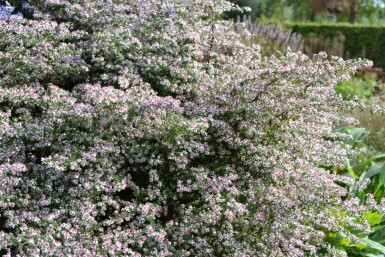 Horizontal calico aster Aster lateriflorus 'Horizontalis' 5-10 pot P9 Aster lateriflorus 'Horizontalis'