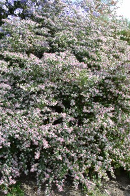 Horizontal calico aster Aster lateriflorus 'Horizontalis' 5-10 pot P9 Aster lateriflorus 'Horizontalis'