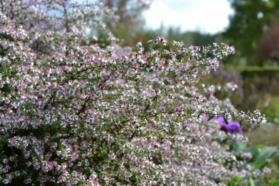 Horizontal calico aster Aster lateriflorus 'Horizontalis' 5-10 pot P9 Aster lateriflorus 'Horizontalis'