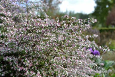 Horizontal calico aster Aster lateriflorus 'Horizontalis' 5-10 pot P9 Aster lateriflorus 'Horizontalis'