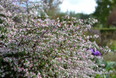 Horizontal calico aster Aster lateriflorus 'Horizontalis' 5-10 pot P9