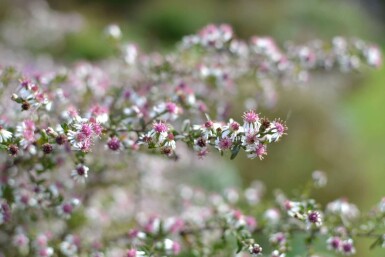 Horizontal calico aster Aster lateriflorus 'Horizontalis' 5-10 pot P9 Aster lateriflorus 'Horizontalis'